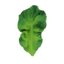 Load image into Gallery viewer, Kendall the Kale
